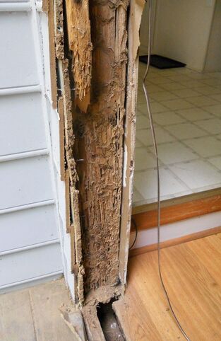 Termite / Wood Destroying Organism Damage